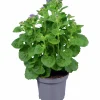 Leverbalsam lat. Ageratum houstonianum
