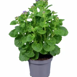 Leverbalsam lat. Ageratum houstonianum
