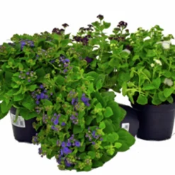 Leverbalsam lat. Ageratum houstonianum