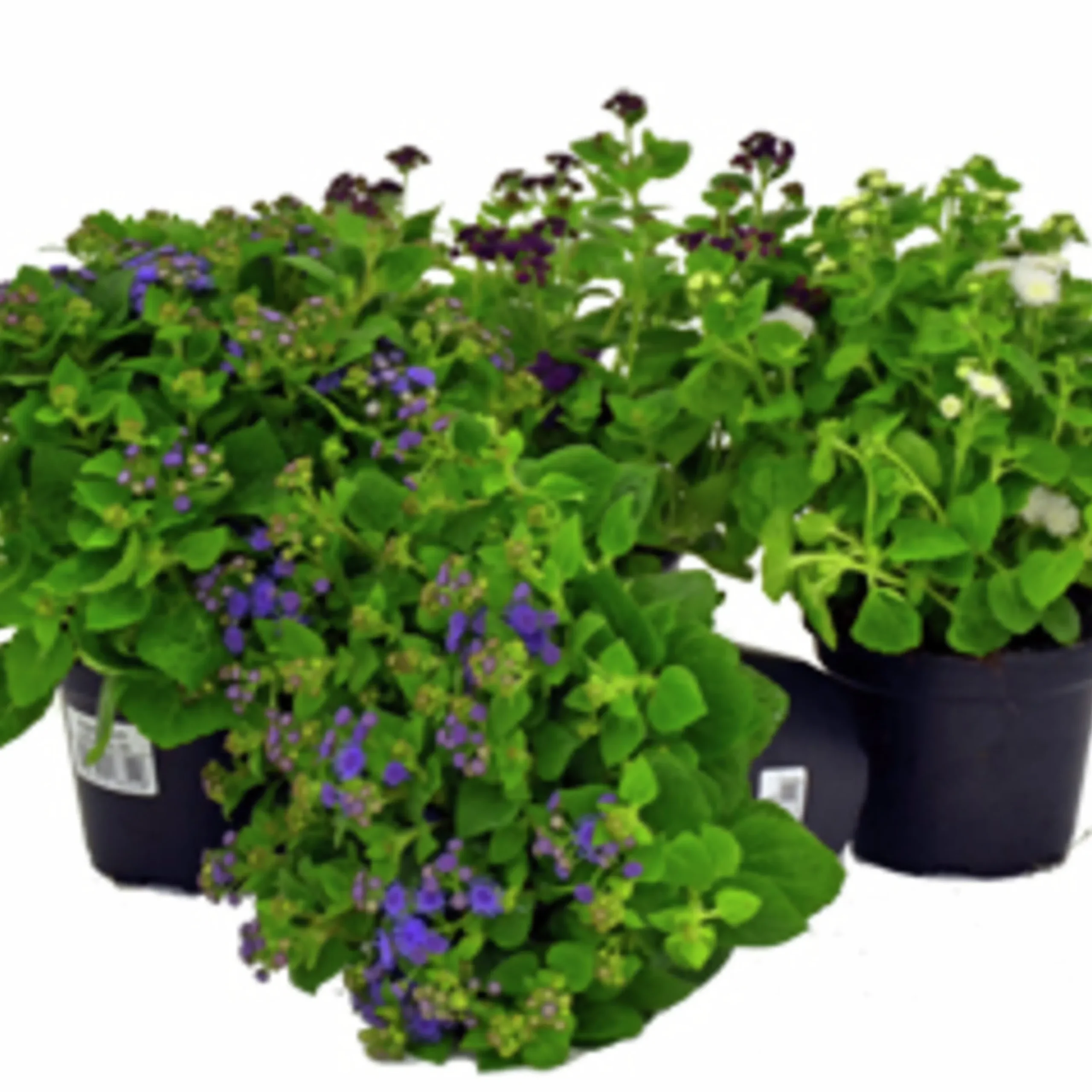 Leverbalsam lat. Ageratum houstonianum