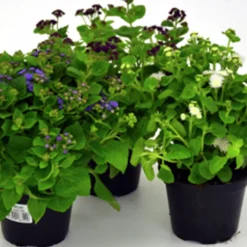 Leverbalsam lat. Ageratum houstonianum