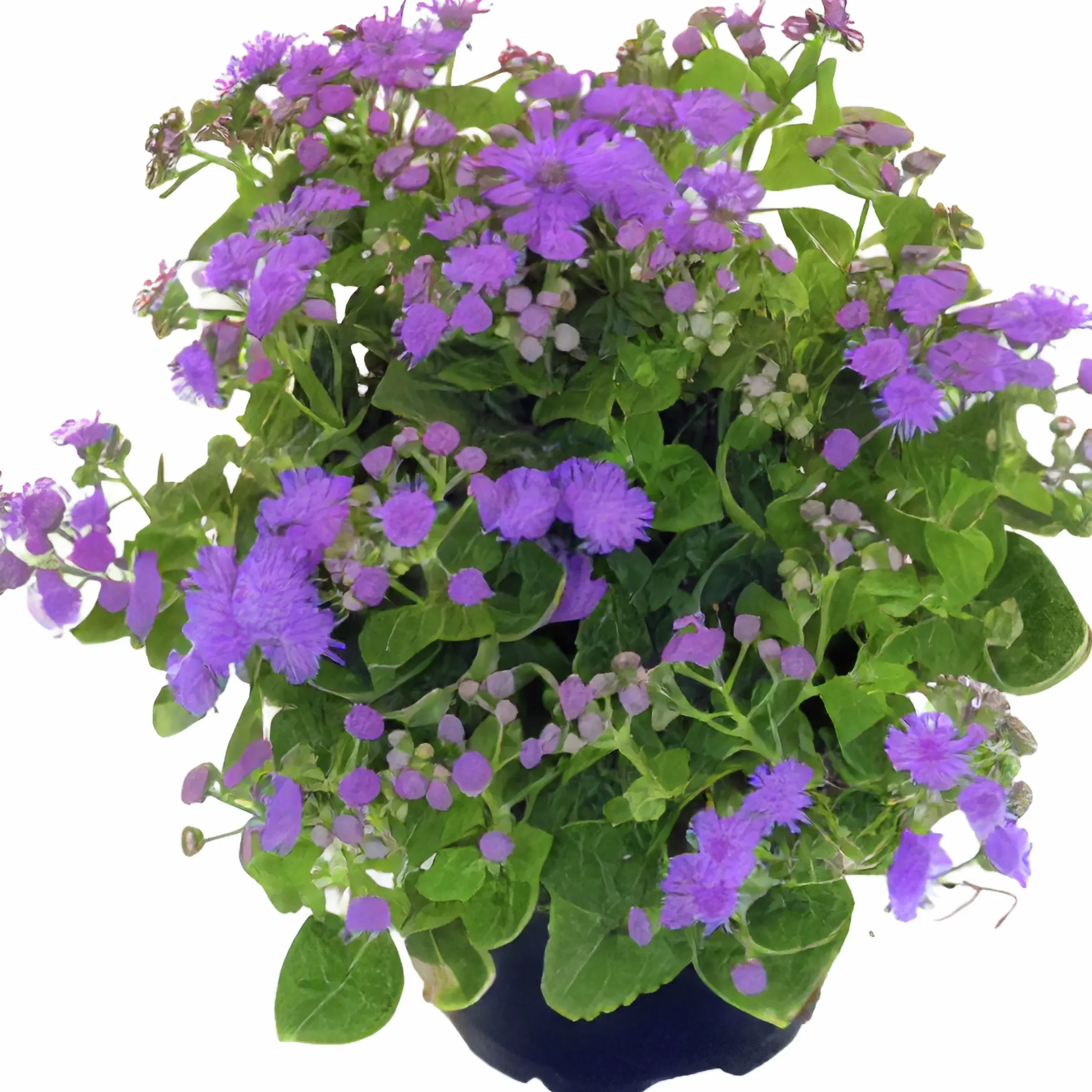 Leverbalsam lat. Ageratum houstonianum
