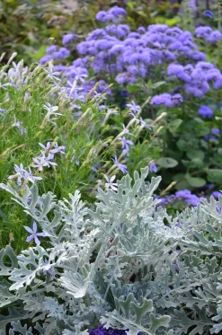 Leverbalsam lat. Ageratum houstonianum