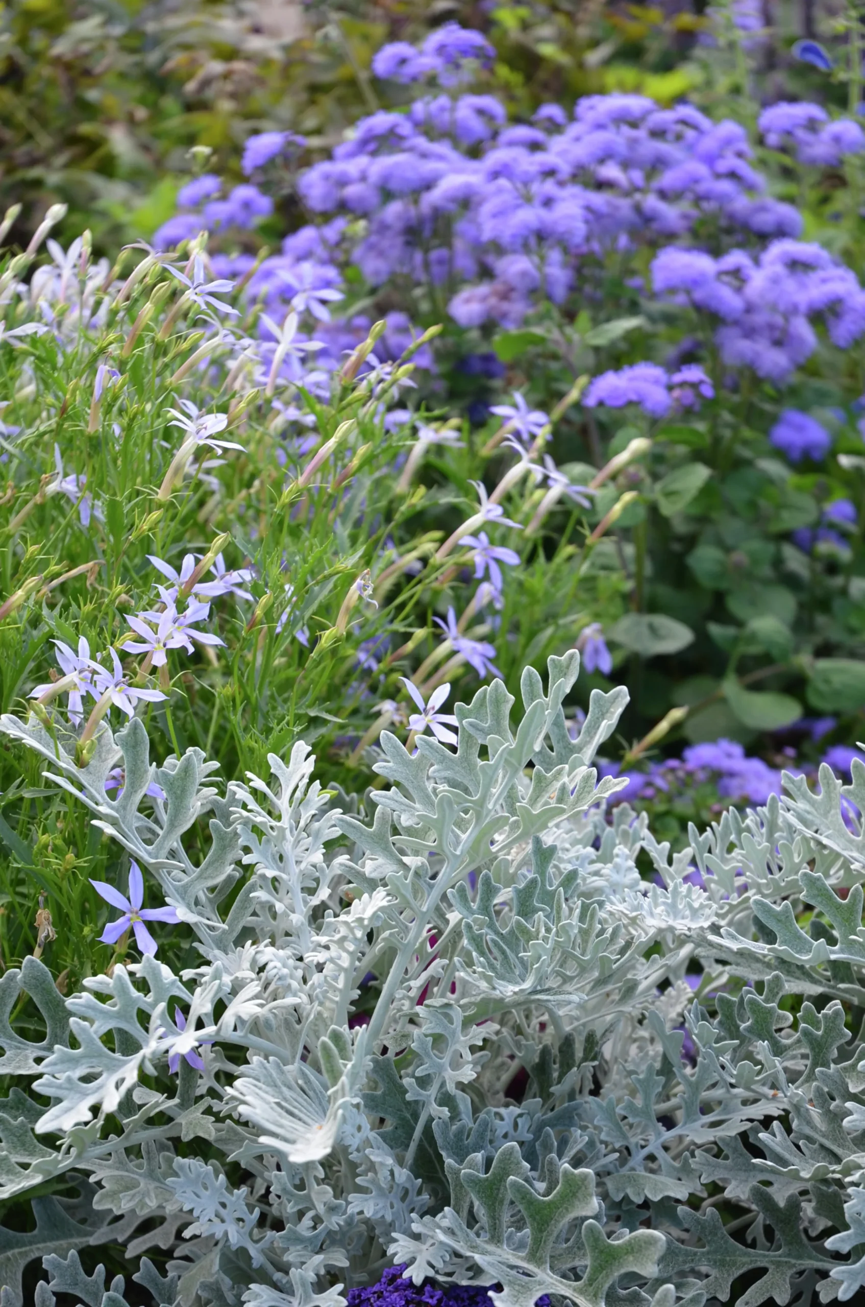 Leverbalsam lat. Ageratum houstonianum