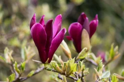 Liljemagnolia 'Nigra'