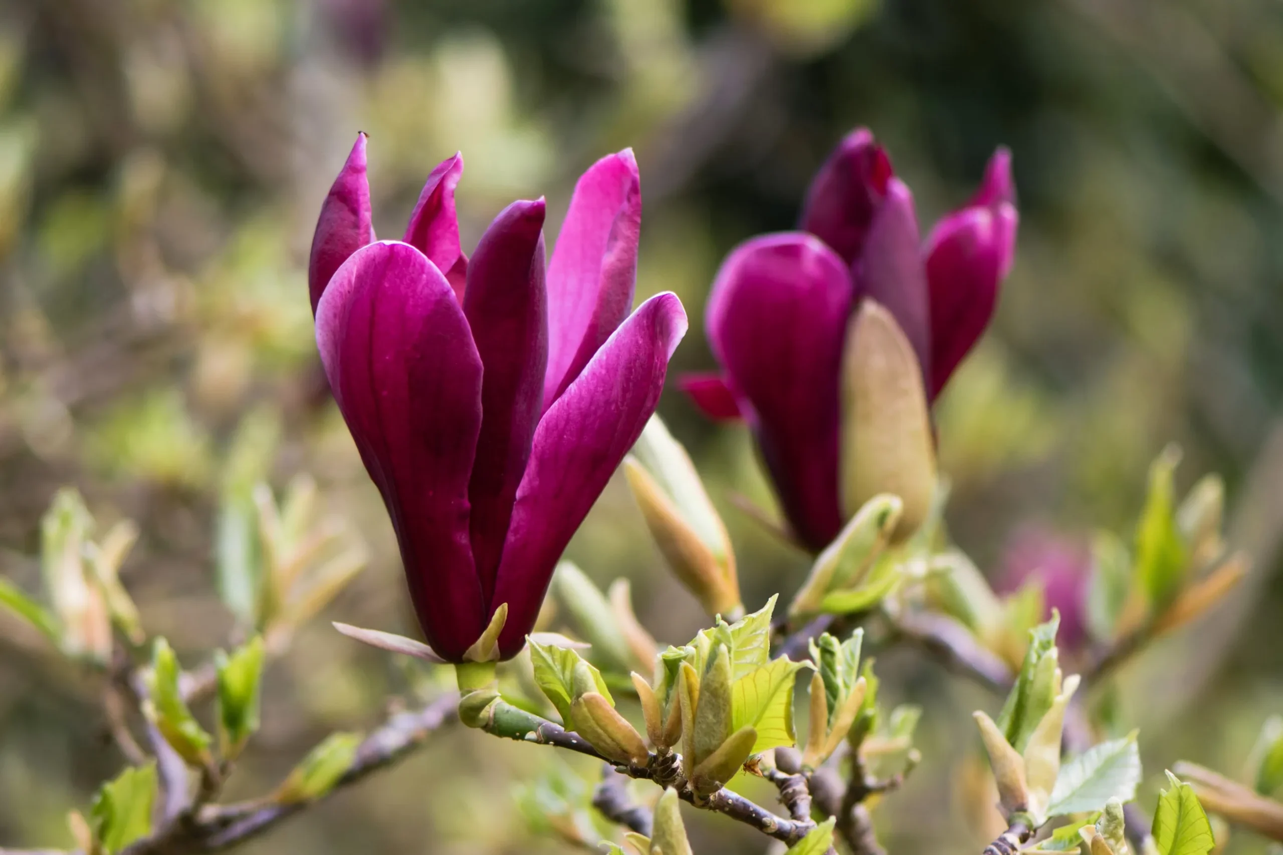 Liljemagnolia 'Nigra'