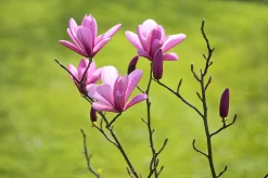Liljemagnolia 'Nigra'