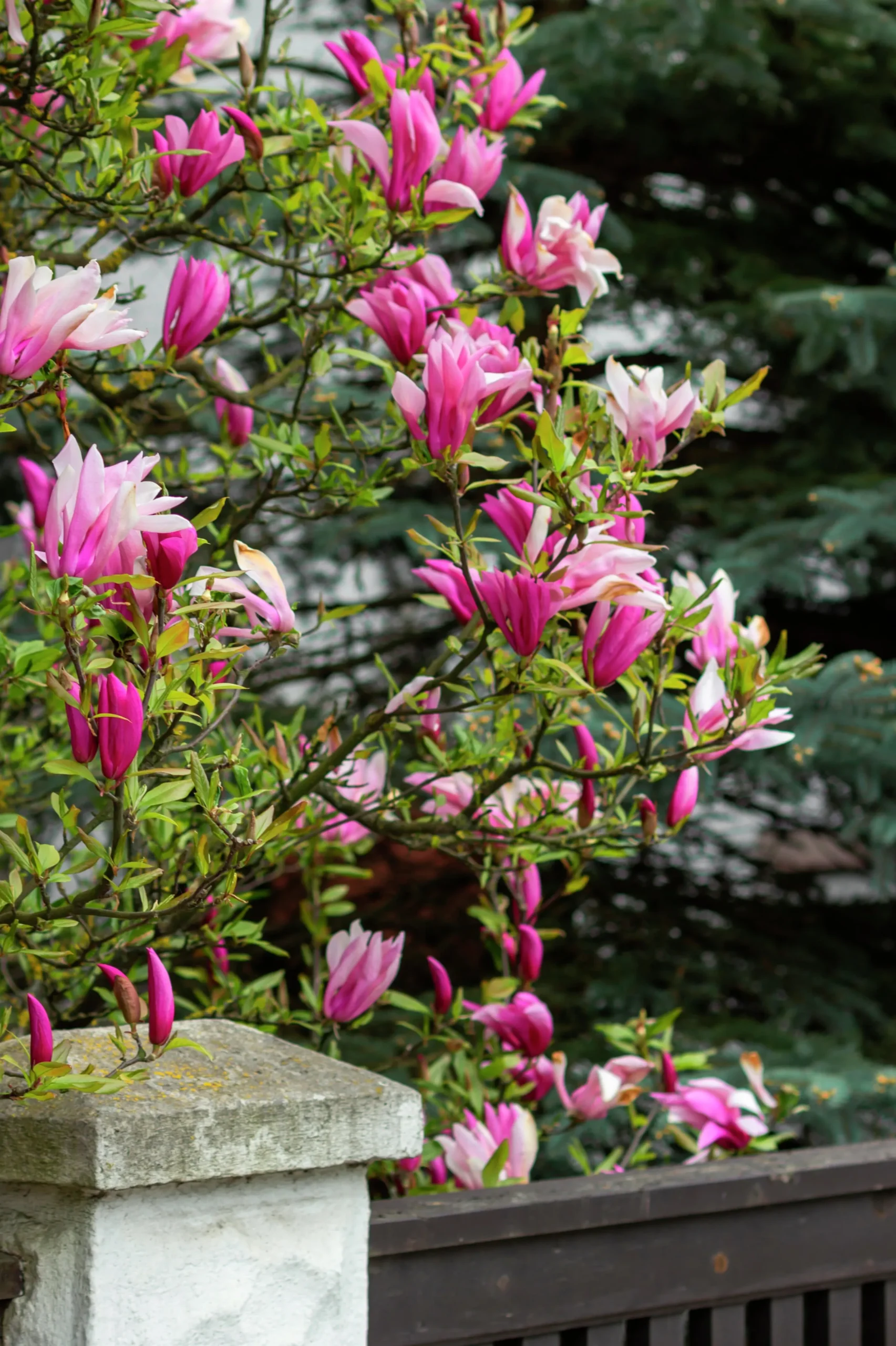Liljemagnolia 'Nigra'