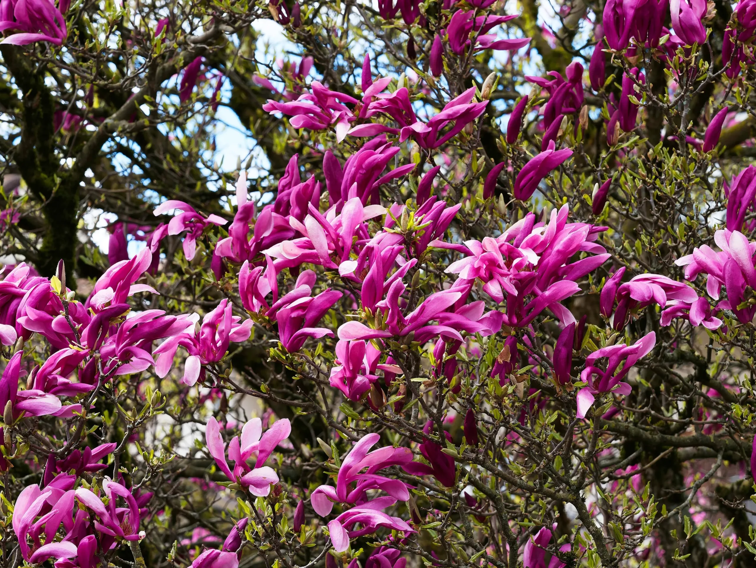 Liljemagnolia 'Nigra'
