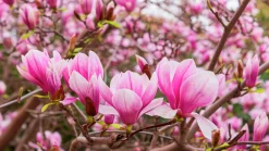 Liljemagnolia 'Nigra'