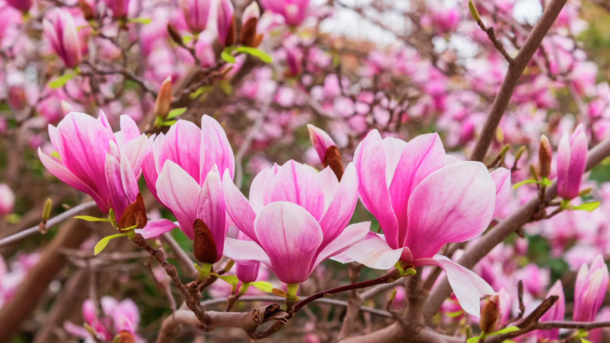Liljemagnolia 'Nigra'
