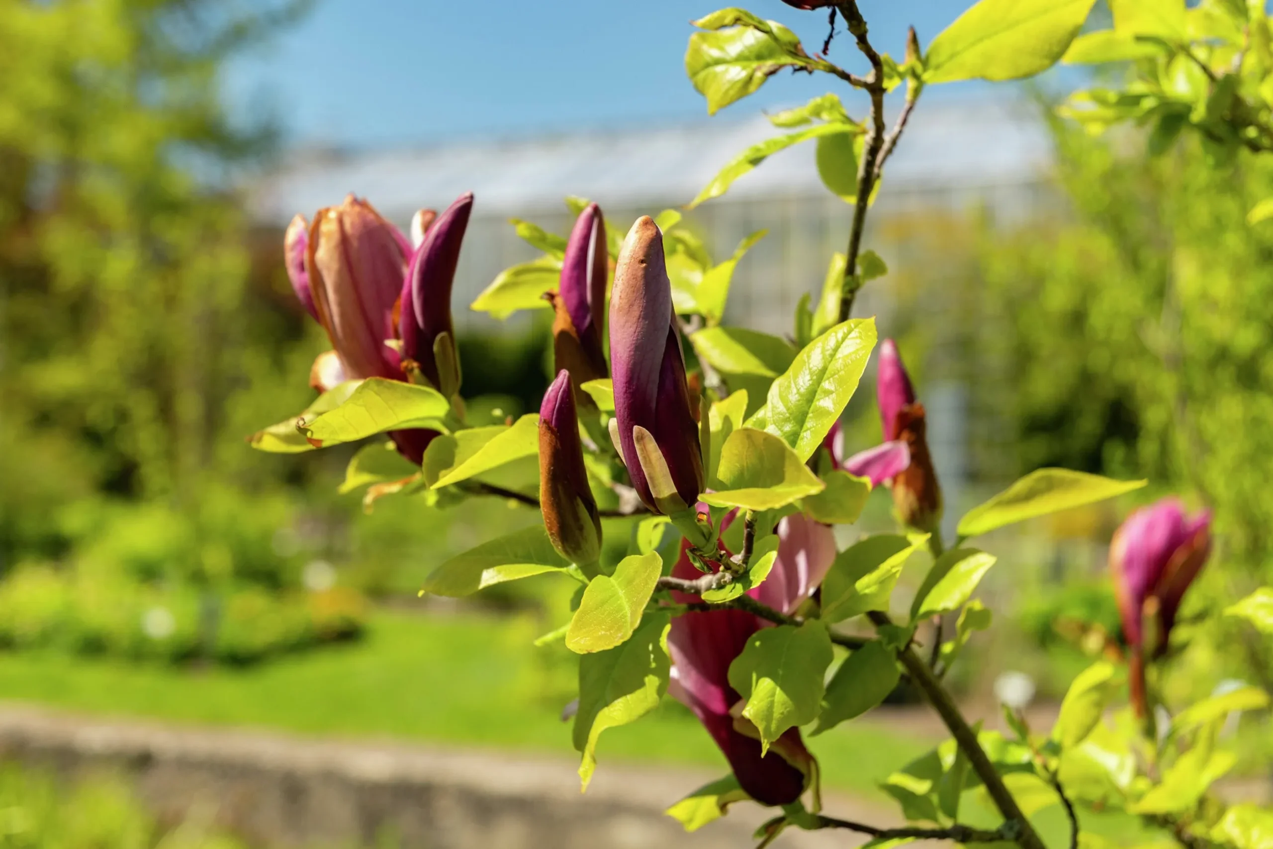Liljemagnolia 'Nigra'