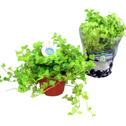 Linspeperomia lat. Peperomia rotundifolia