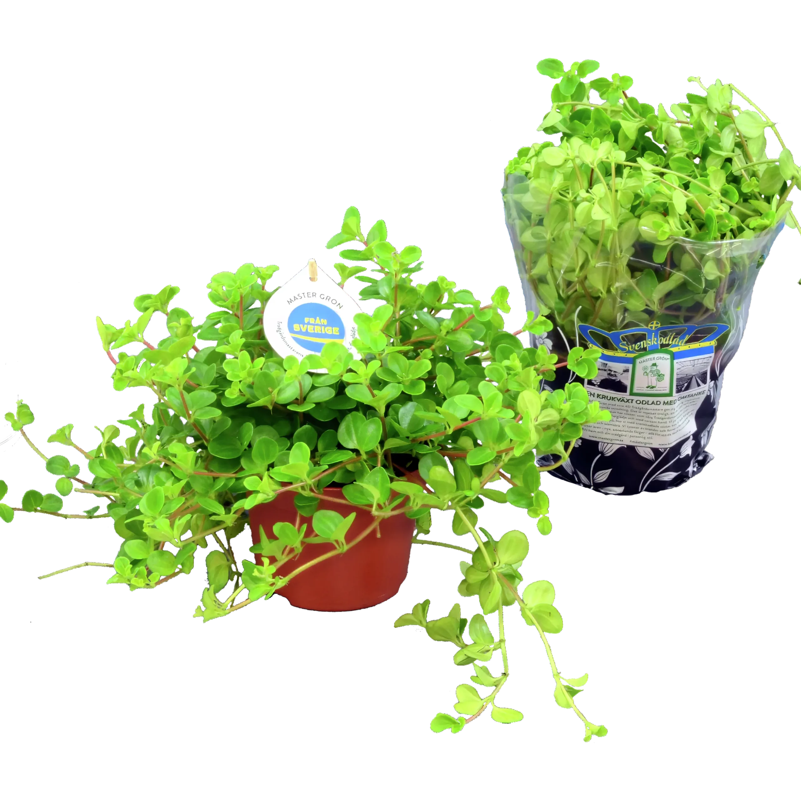 Linspeperomia lat. Peperomia rotundifolia