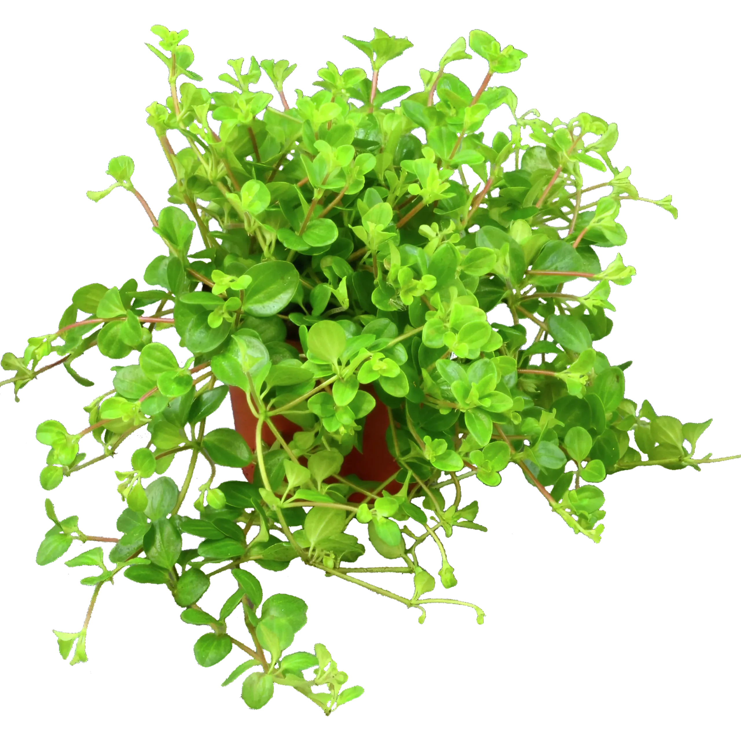 Linspeperomia lat. Peperomia rotundifolia