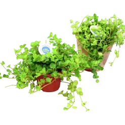Linspeperomia lat. Peperomia rotundifolia