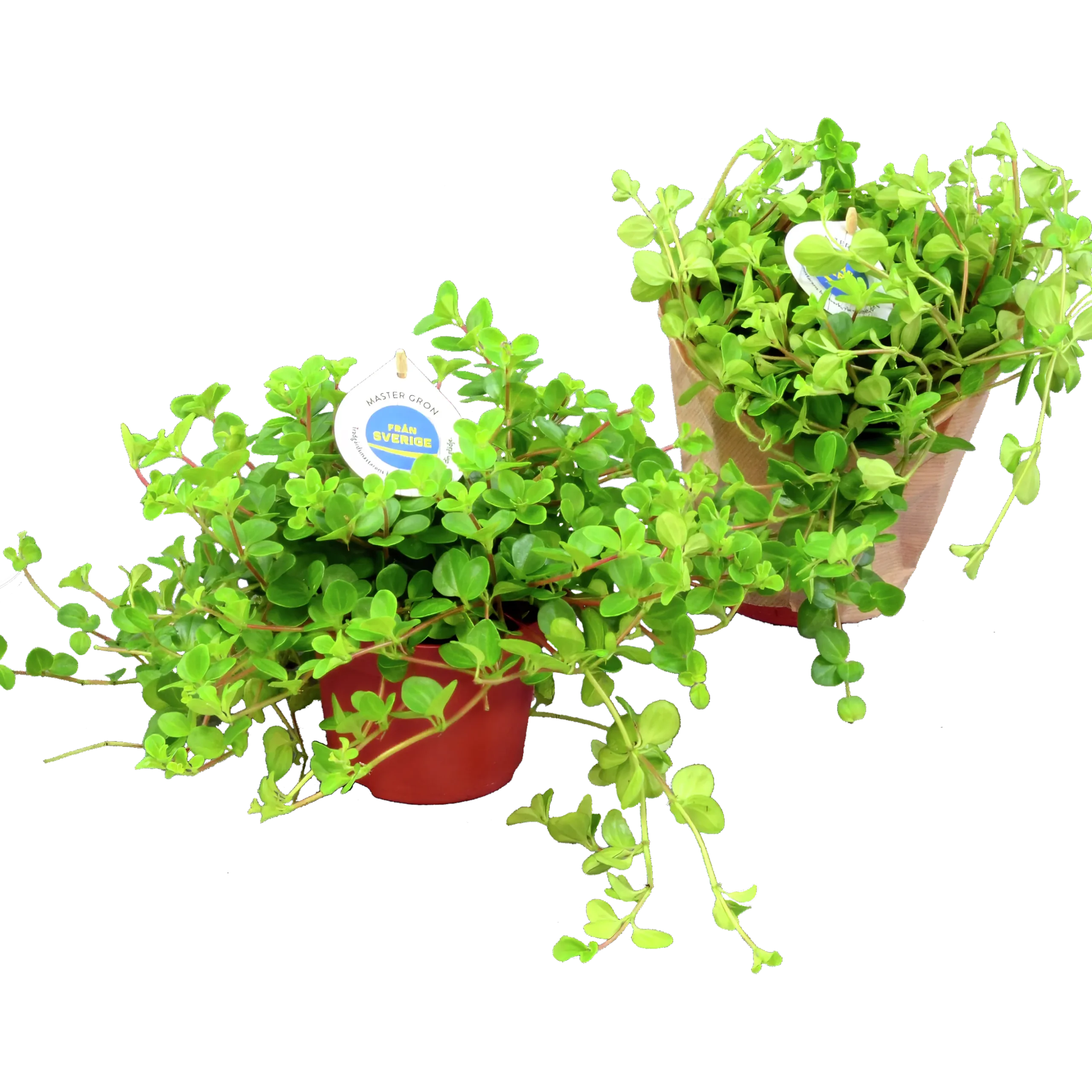 Linspeperomia lat. Peperomia rotundifolia