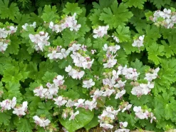 Liten Flocknäva 'Biokovo'