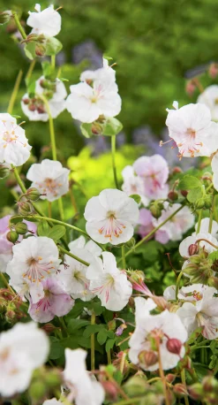 Liten Flocknäva 'St Ola'