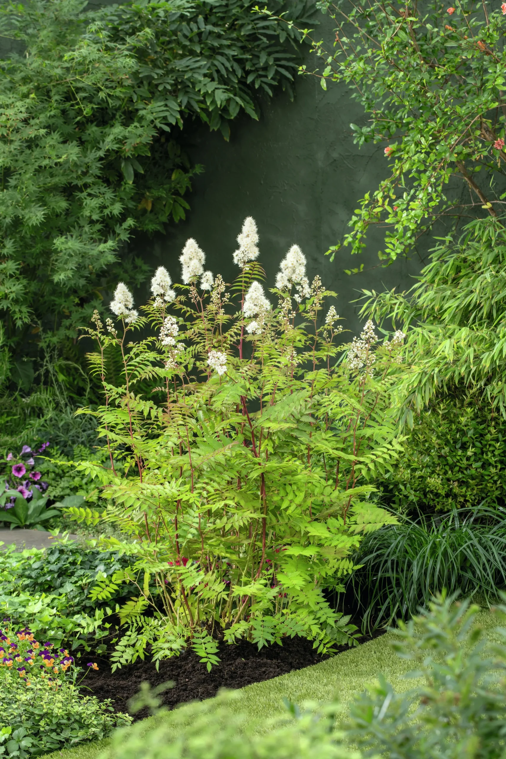 Liten rönnspirea 'Maia' Certifierad Krukodlad