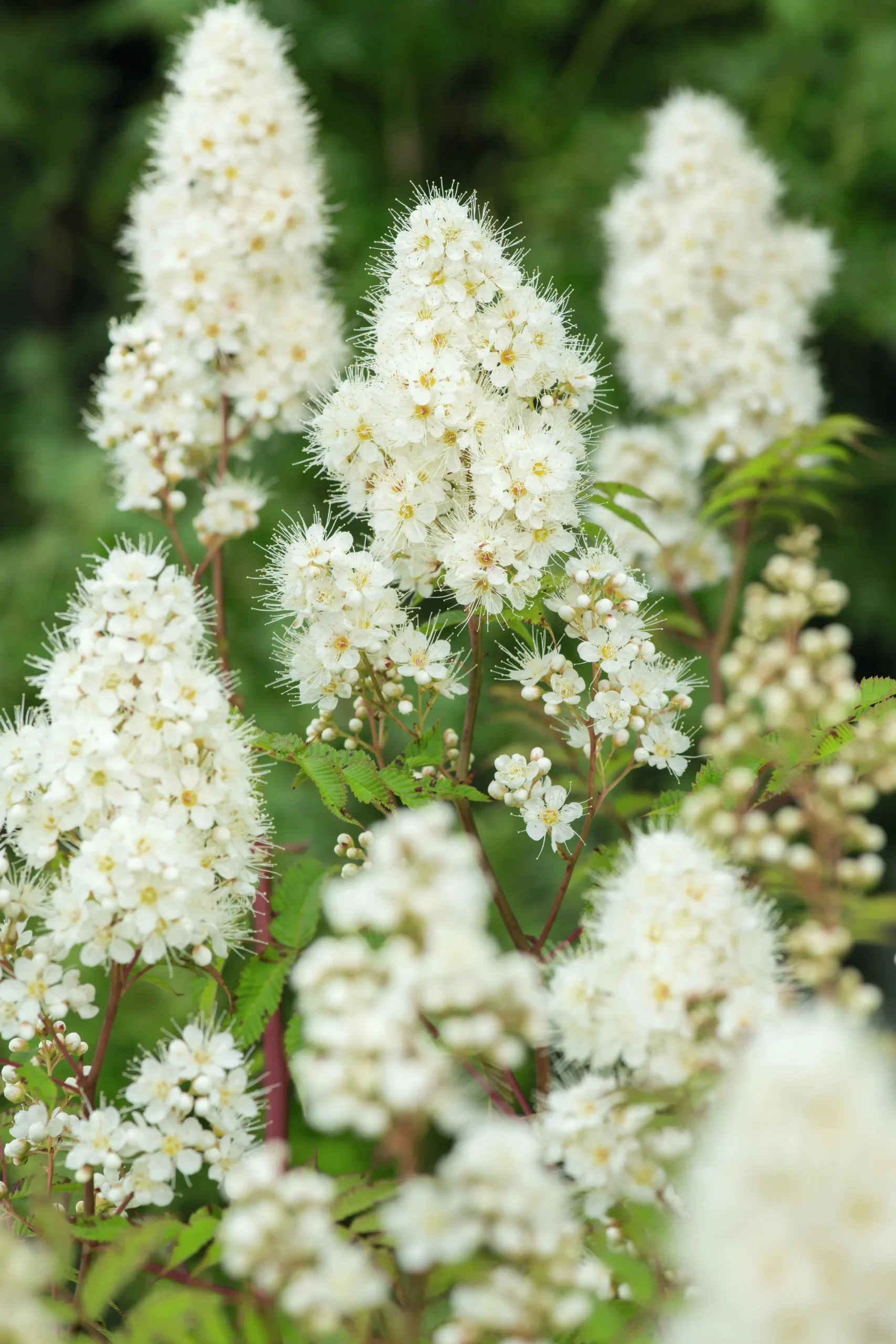 Liten rönnspirea 'Maia' Certifierad Krukodlad