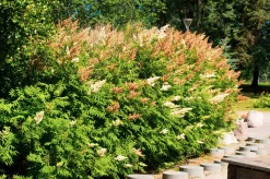 Liten rönnspirea 'Maia' Certifierad Krukodlad