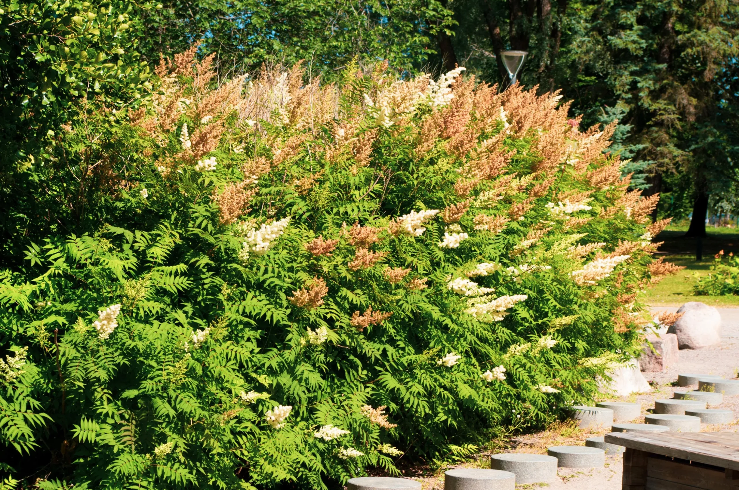 Liten rönnspirea 'Maia' Certifierad Krukodlad