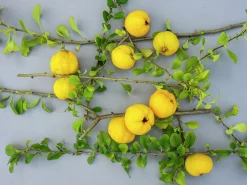 Liten Rosenkvitten 'Balsgård Rondo®'