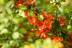Liten Rosenkvitten 'Balsgård Rondo®'