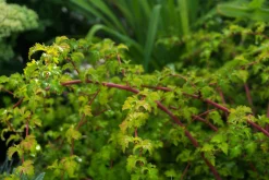 Liten Stefanandra 'Crispa' Barrotad