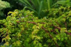 Liten Stefanandra 'Crispa' D:9-11cm Krukodlad