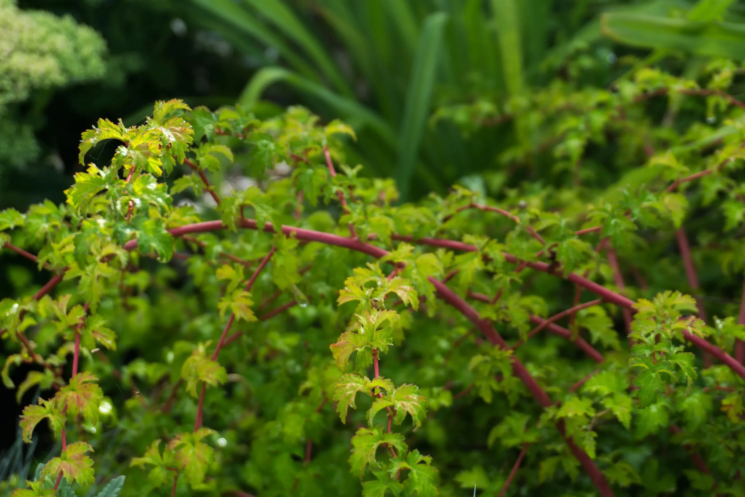 Liten Stefanandra 'Crispa' D:9-11cm Krukodlad