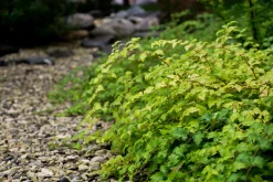 Liten Stefanandra 'Crispa' D:9-11cm Krukodlad