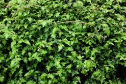 Liten Stefanandra 'Crispa' D:9-11cm Krukodlad