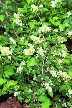 Liten Stefanandra 'Crispa' D:9-11cm Krukodlad