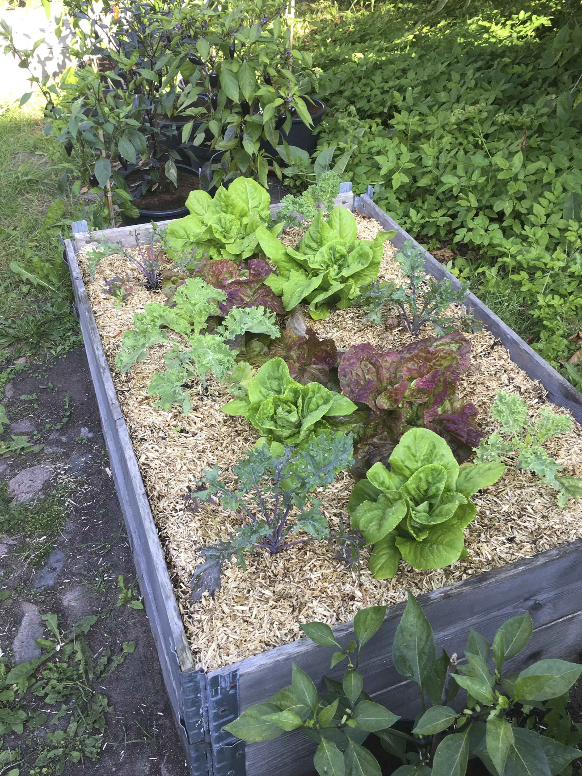 Lättströ Granngården Hampa 20kg