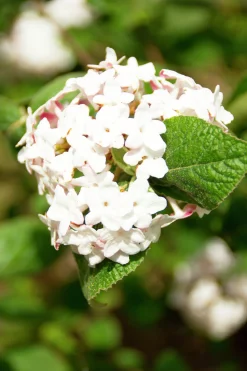 Luktolvon 'Aurora'