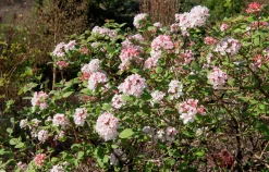 Luktolvon 'Aurora'