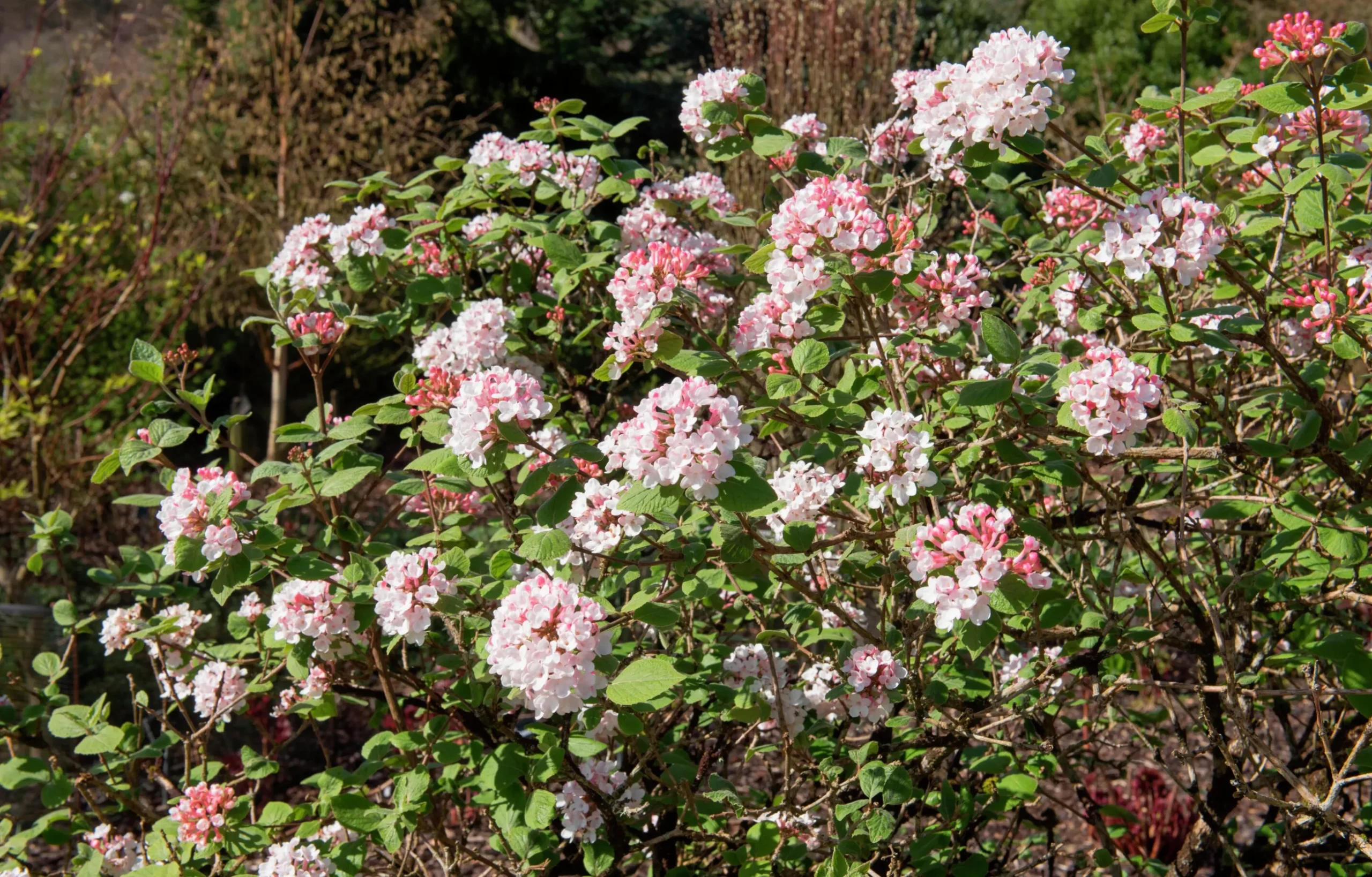 Luktolvon 'Aurora'