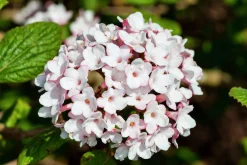 Luktolvon 'Aurora'