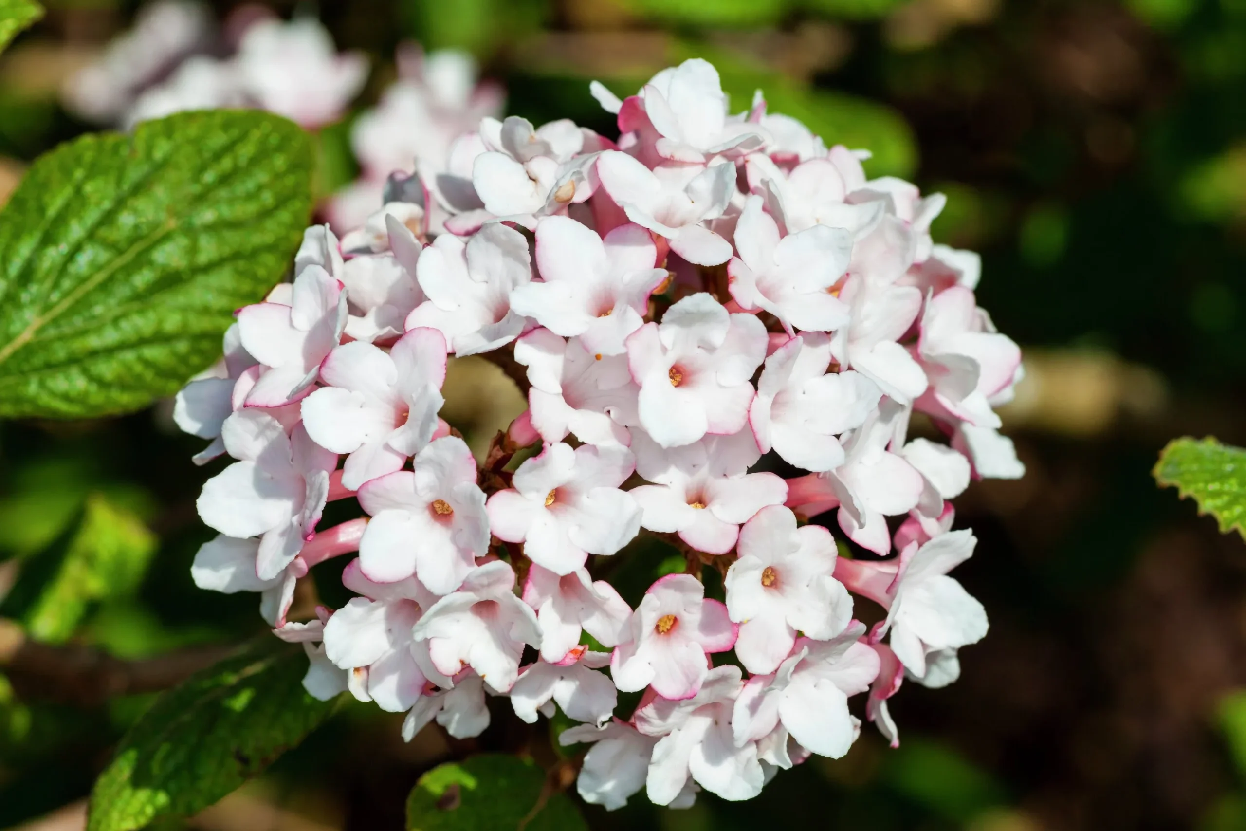 Luktolvon 'Aurora'