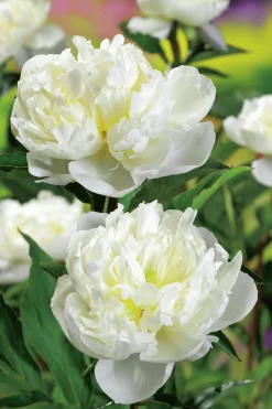 Luktpion 'Duchesse de Nemours' 2L