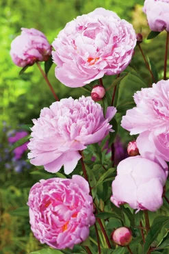 Luktpion 'Sarah Bernardt'