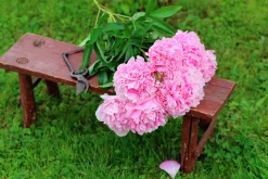 Luktpion 'Sarah Bernardt'