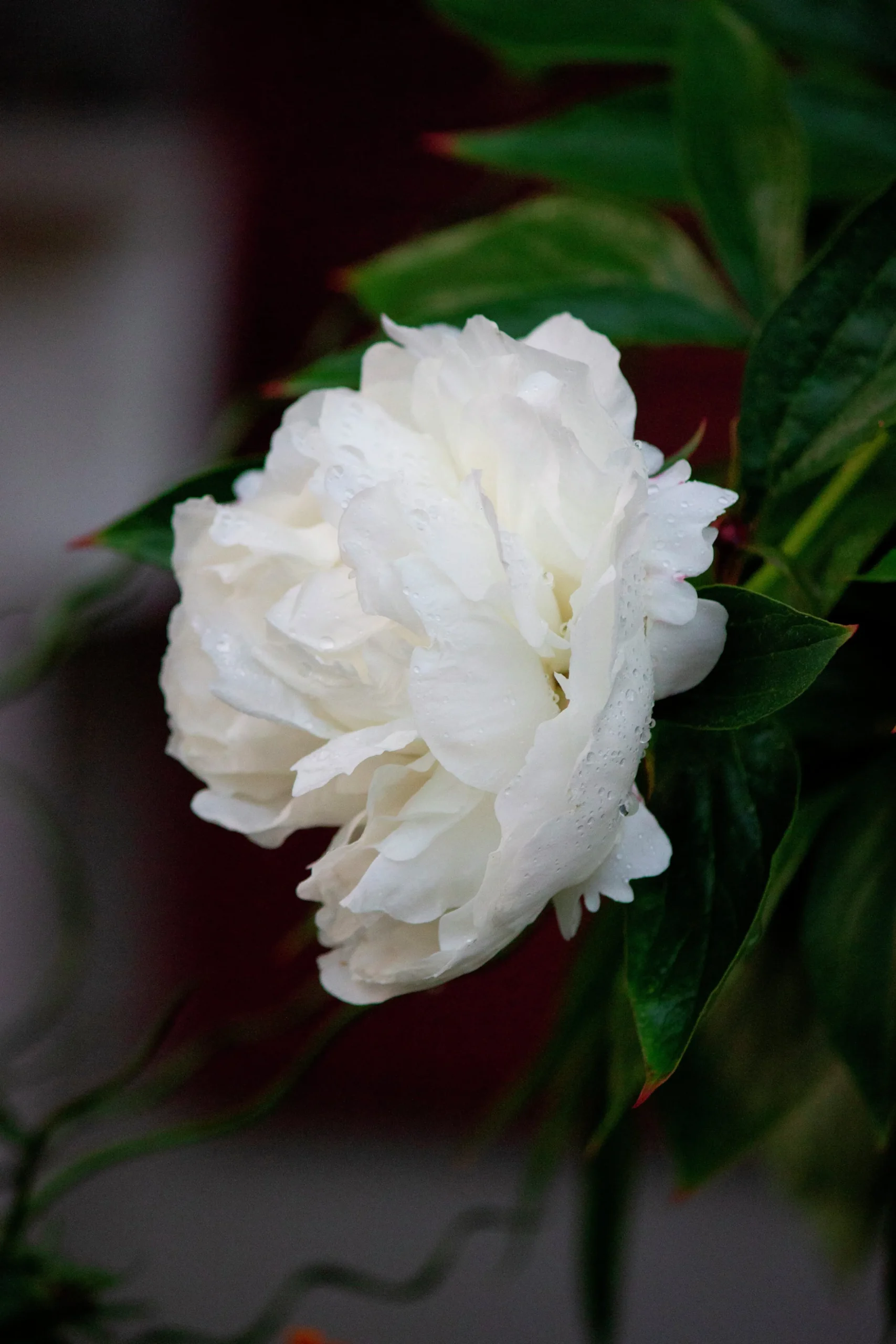 Luktpion 'Shirley Temple'