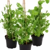 Luktärt lat. Lathyrus odoratus Mix