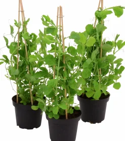 Luktärt lat. Lathyrus odoratus Mix