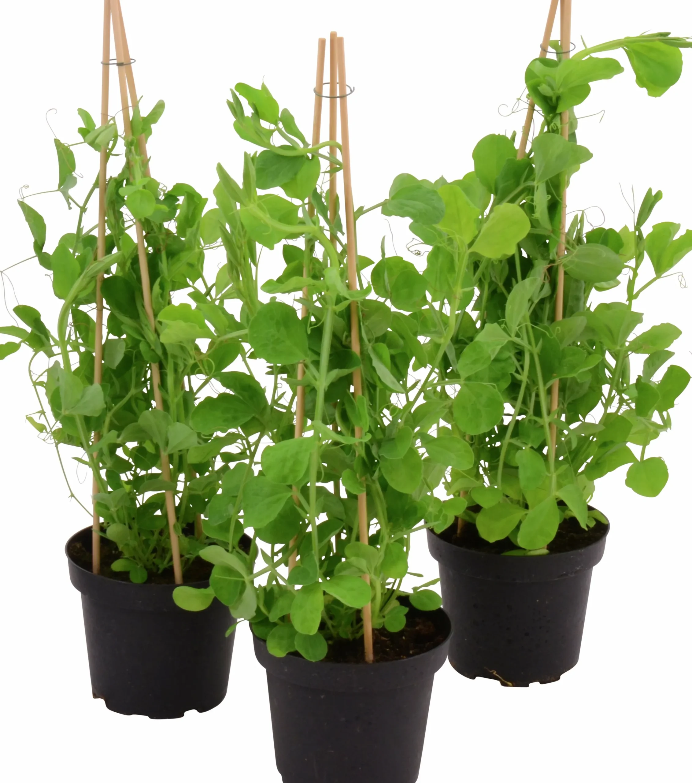 Luktärt lat. Lathyrus odoratus Mix