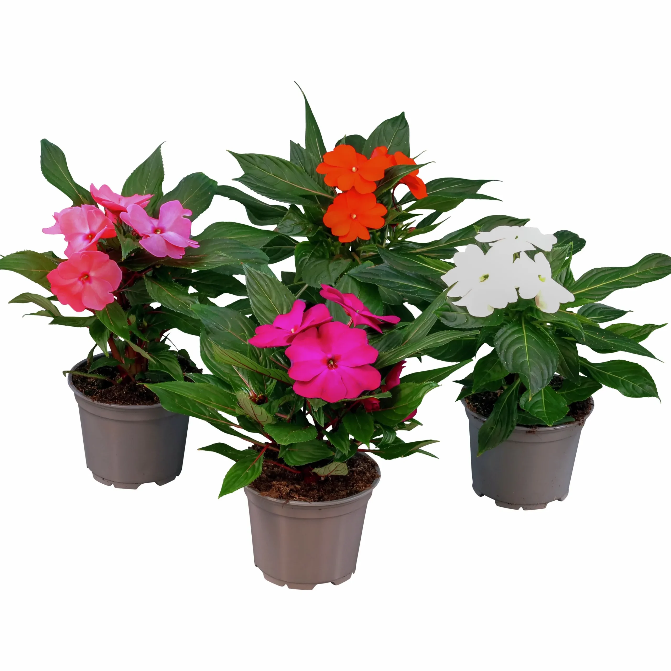Lyckliga Lotta lat. Impatiens hawkeri
