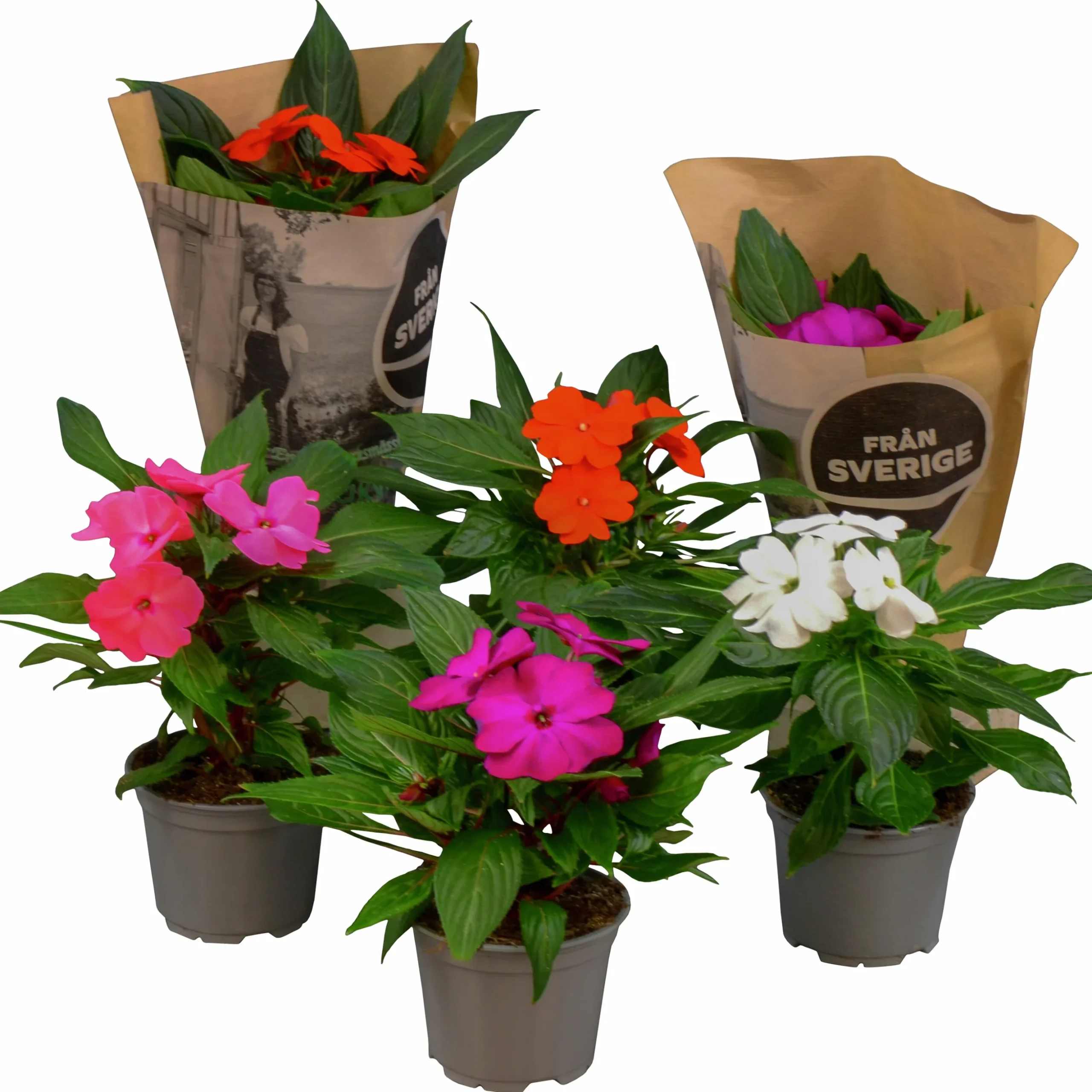 Lyckliga Lotta lat. Impatiens hawkeri